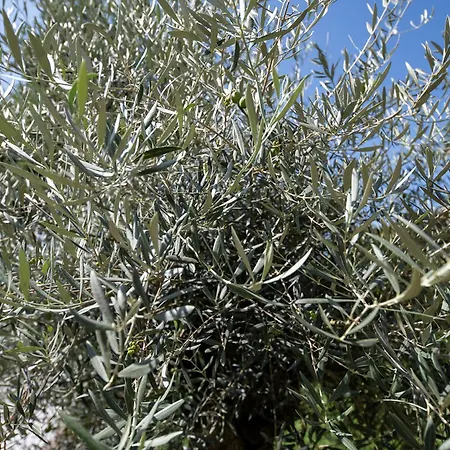 Il Drago Di San Giorgio - Boutique & Kitchen Bed and Breakfast 4*